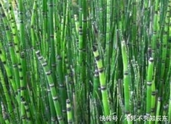 城里人|农村人吃到腻的野菜,城里人排队抢着买,个个营养价值都很高!