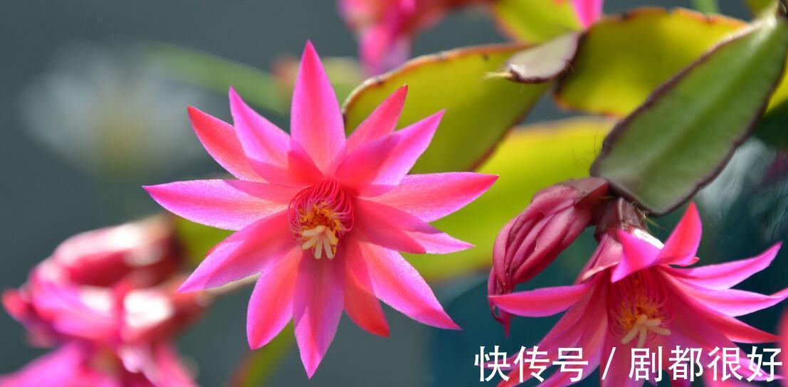 繁殖|蟹爪兰如何快速生根,使用此水培法,20天就能长出大量新根