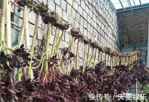 老桩|多肉“黑法师”的一生,从小苗到“假老桩”,半年窜了一米高