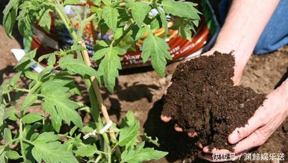 这些“老话”通俗易懂,能叫养花人少走弯路