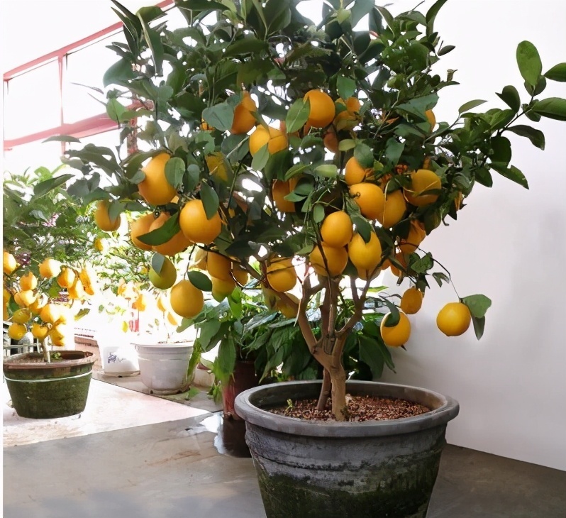 家里养盆“杀菌”花,精神轻松又清香,老中医经常养,错不了