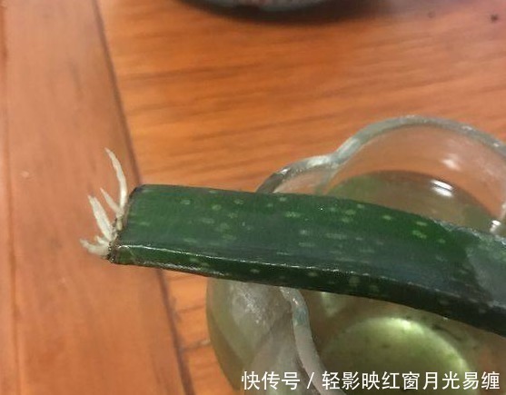 不小心将“芦荟”叶子掰断了,把它放在水里,结果这样了……