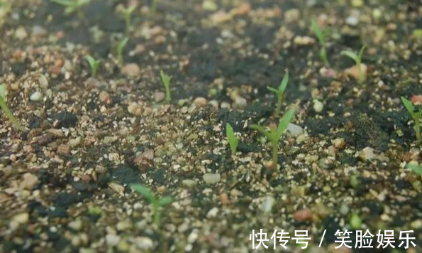 长寿花|这花像长寿花一样好养,全年不间断的开花,太美了