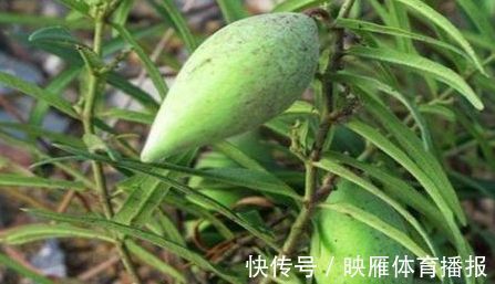 卵巢|女性到了中年,常吃的食物,清肝明目,养护卵巢,增强体质