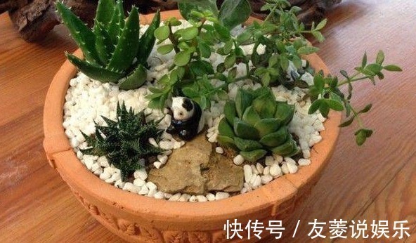 好好打理下你的多肉,让它们更加健康生长!