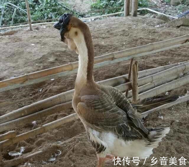 盐鸿卤鹅|有一种卤鹅,叫盐鸿卤鹅!