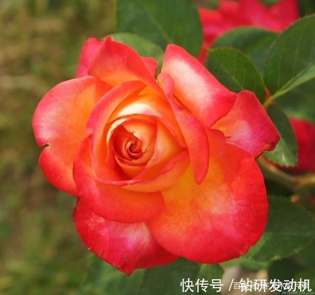 25款罕见会变色的月季,一朵花能开出黄、粉两种颜色。新手推荐