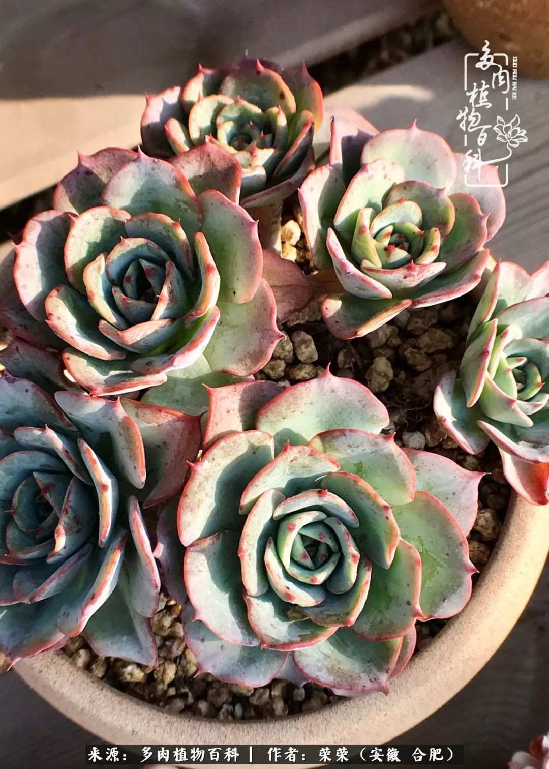 金秋时节,变化带来的惊喜不正是养肉的乐趣所在么!