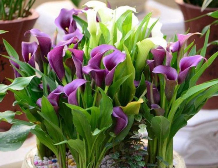 4种花一养就养爆，开花不断，花朵多又艳，直接变成小花园