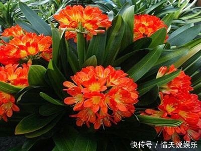 花卉|秋天准备“抗冻肥”,给君子兰、蟹爪兰“喂上”,长得旺、开花多