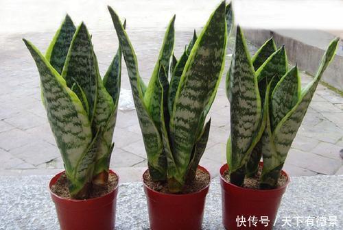 虎皮兰|家里养3种花,不能多浇水,否则黄叶又烂根!