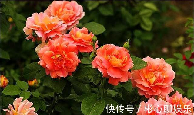 生根|用“河沙”扦插月季花，“小细节”别忽略，不黑杆，提高成活率