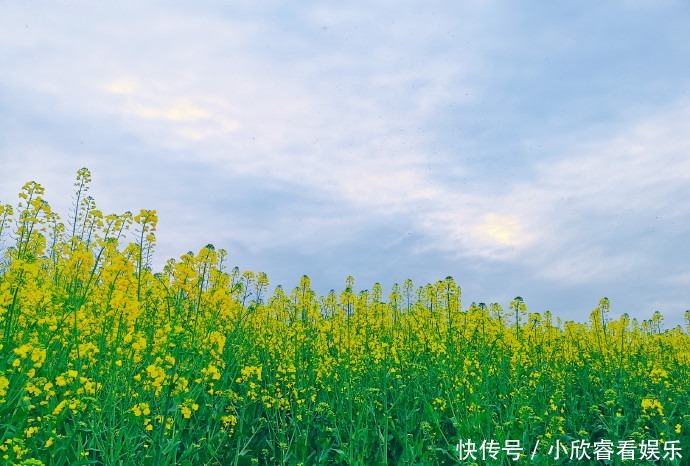 抢先打卡！邛崃油菜花海上线，快点进来～