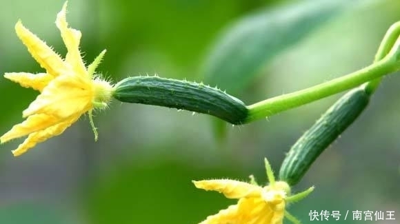 水葫芦|农村这5种野花太漂亮,能当美食能入药,农村孩子看看你还记得吗