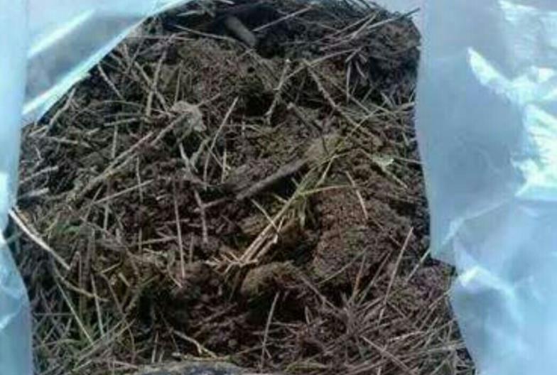 养花|路边随处可见的它,被誉为“天然酸性土”,又肥又透气