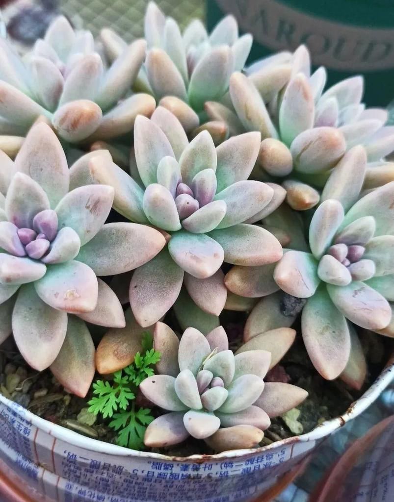 拼盘|多肉养在大盆里,就是豪横霸气,棵棵大得像白菜