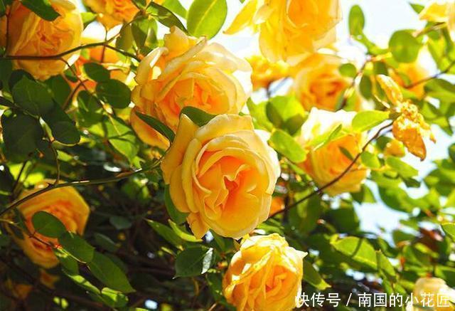 简直|家里养了这些花,简直美哭了