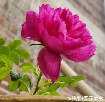 金银花|老中医爱养的4种花,堪称植物“百宝箱”,养人养身心