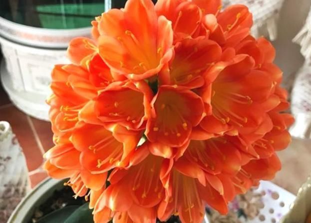 夏季的君子兰,记住几点,叶子整齐油绿纹路清晰,花期开花艳