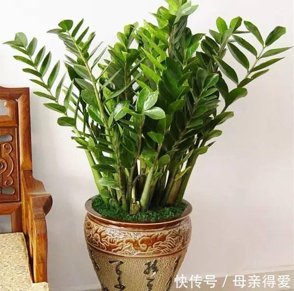 客厅|客厅见树,十家九富,6种富贵树,随便养一盆,子孙一直富