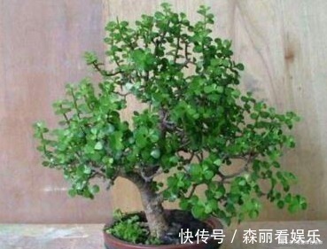 老桩|玉树喜欢喝“酸水”，10天喝一次，枝条“老得快”，开成大花树