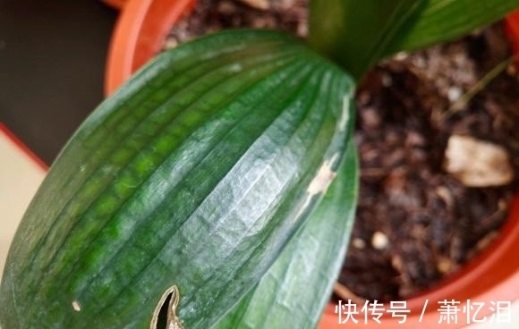 君子兰叶子开裂,出现黄斑,平常养护需注意,不要碰它的叶子