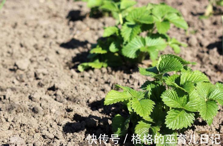 名词|见干见湿,定根水,这些绿植大神口中的专业名词原来是这个意思