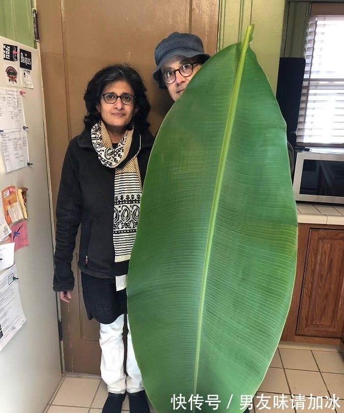 巨齿鲨#20张对比图,这将使您能够从未见过的角度看事物,第四期