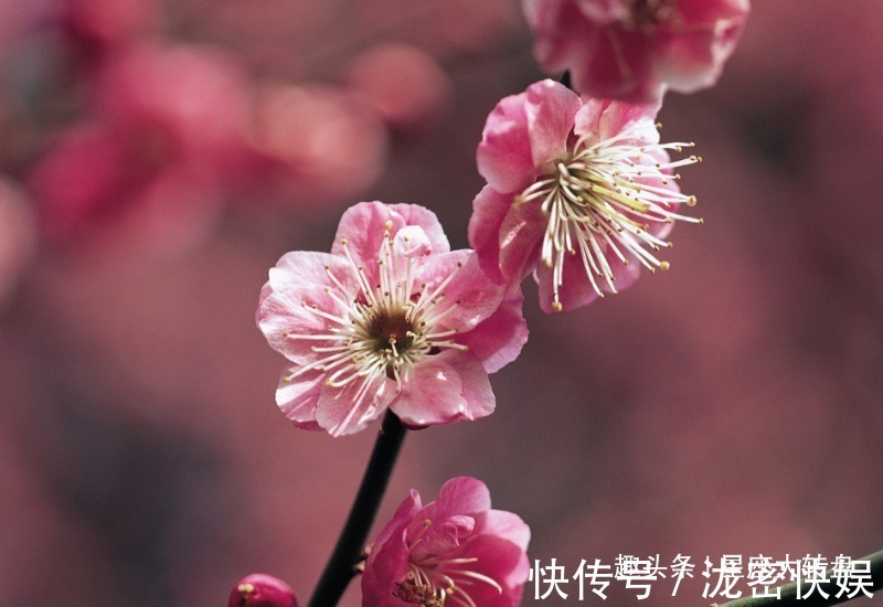 生肖|夫妻有一人属这三个生肖，灾难不进门，有财又有福，晚年生活安逸