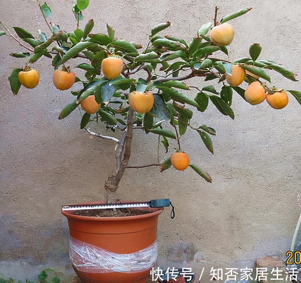 3种“养人树”,漂亮有香味,能吃能观赏,建议至少养一种