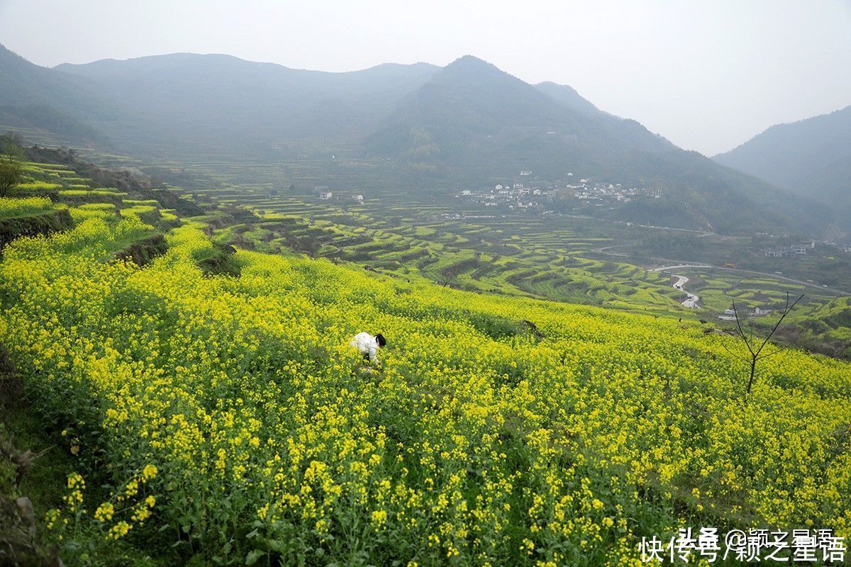 千年梯田花海，美得震撼，免费欣赏