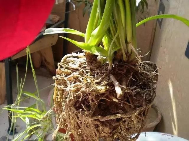 吊兰老是黄叶干尖,不如薅出来扔水盆里,一周生出一圈小吊兰!