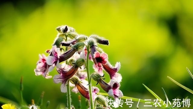 野草|俗称''小鸡喝酒'',头似喇叭,价值珍贵,如今一斤40成摇钱树