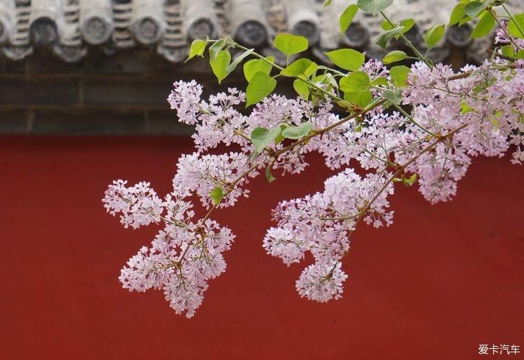 丁香花开，芬芳自来