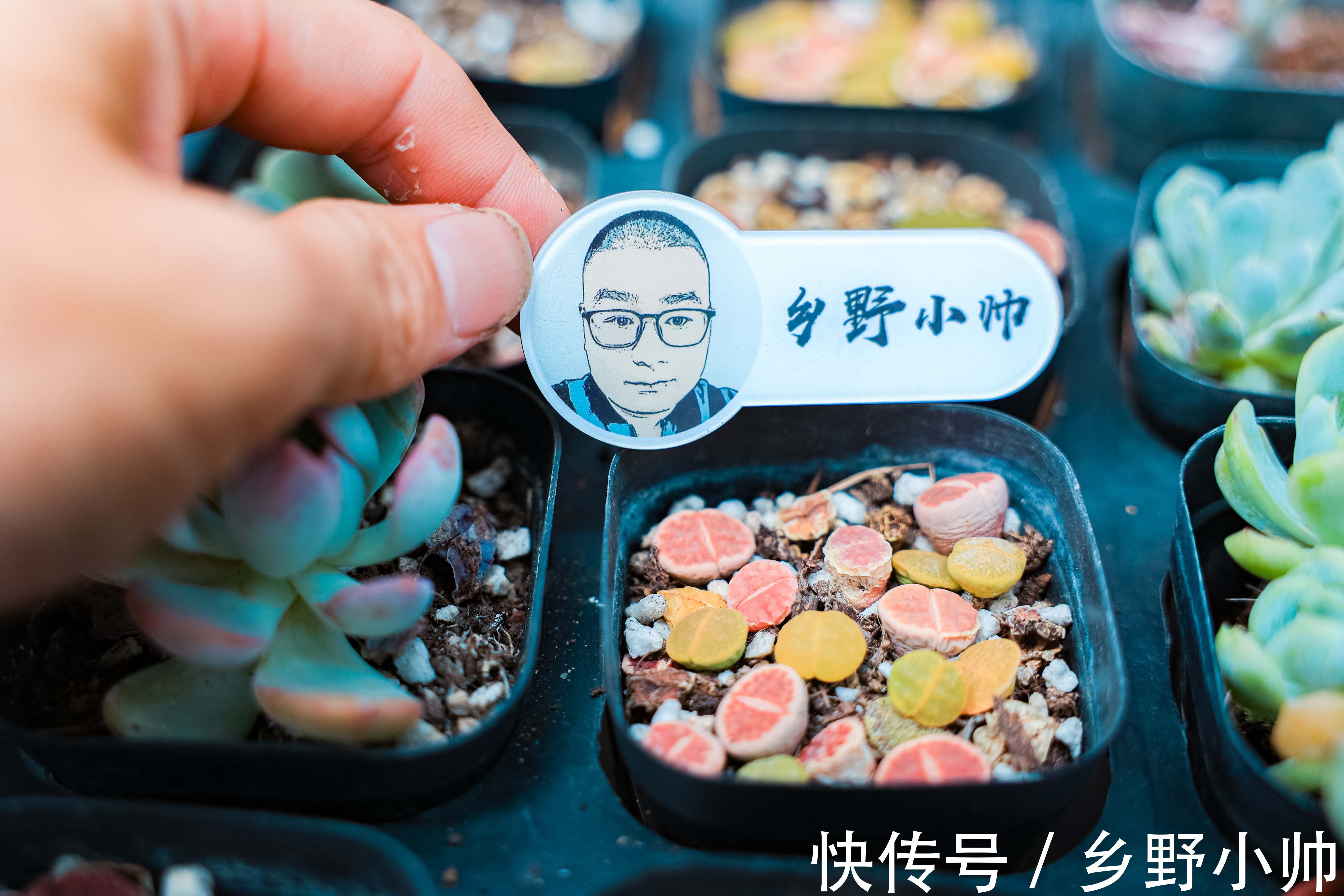 枯叶子|秋天越来越近,这几种情况先不要拿出去晒太阳,暂缓一步会更好