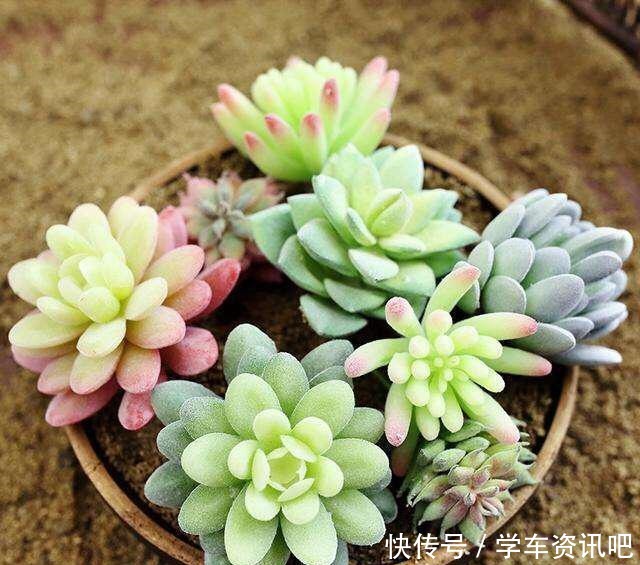 多肉度夏怎么浇水，放哪里养，教你“2招”，顺利度夏，又肥又美！