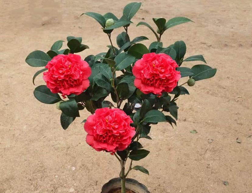 初春养茶花,记住三个事项和注意要点,不落蕾也不掉叶