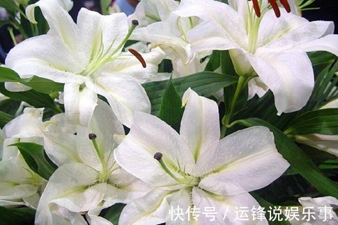 10种不能在室内养的花，家里有老人小孩的要注意！