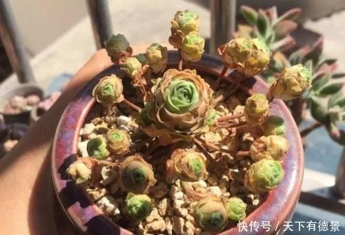 休眠|天热了,多肉出现“三症状”,就是休眠要遮荫,新手别忽视
