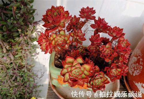 新手|老花农都喜欢的容易爆头多肉，轻轻松松长满盆，适合新手！