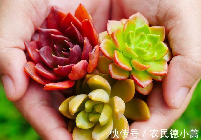 叶插|多肉扦插这样操作成活率高,很快就能长出根