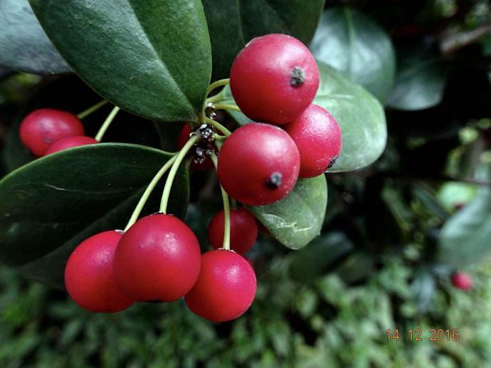 3种“天价树”太贵,教你折1根枝就养活,“傻瓜”才花钱买呢!