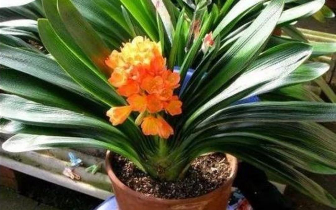 绝招|养君子兰不开花?教你2个“小绝招”,很快长出花箭
