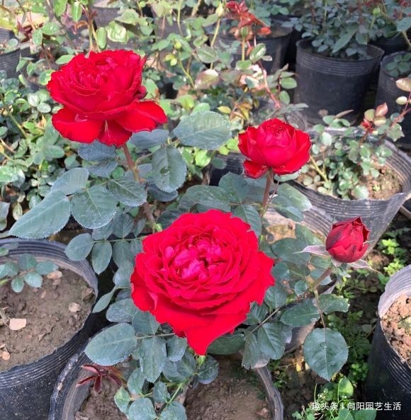 春天养花,准备“3种”肥料,开花不用犯愁,爆花效果非常好