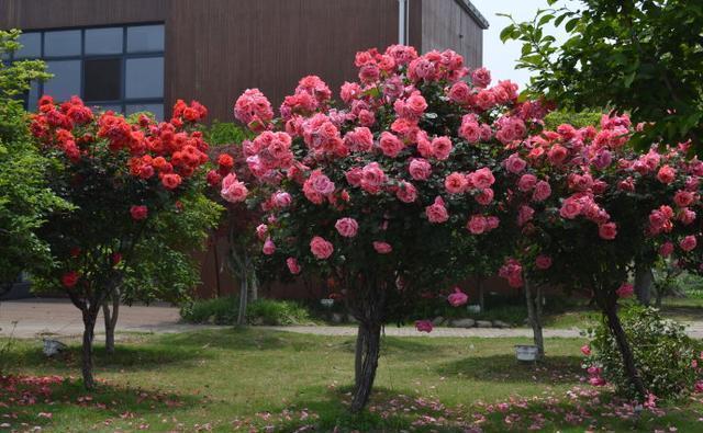 利于它|绿萝赶紧丢了吧此花一年花开180天,院子阳台再小都要栽2棵