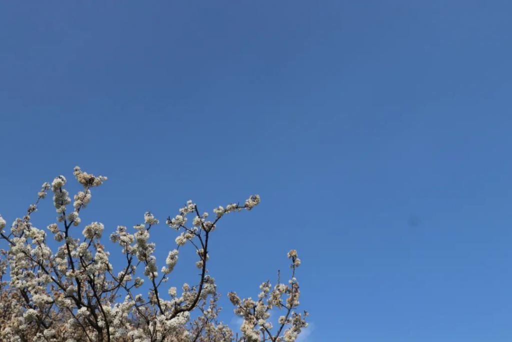 中年|满山遍野，2000亩樱桃花开！峨眉这个地方美成了一幅画