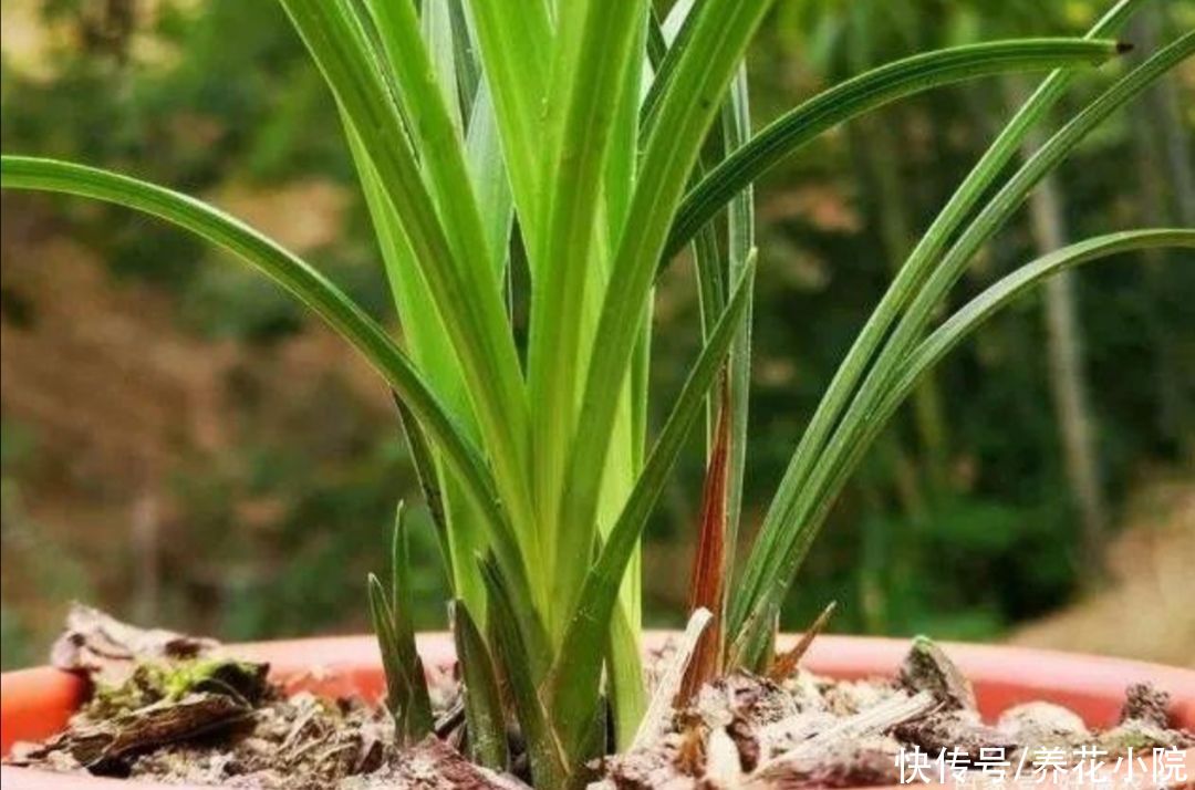 花友|天热了，兰花养护很关键，切记不能乱施肥