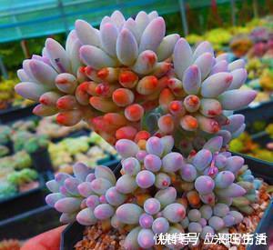 新手养多肉常犯的4个错,难怪肉肉长不好,你中了几条?