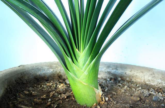 花盆|君子兰一直长不好,跟“换盆”有关系,很多人都做错了