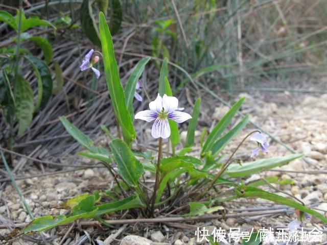 蒲公英|农村叶子像“犁头”,开紫花的野草,价值珍贵,看到请珍惜